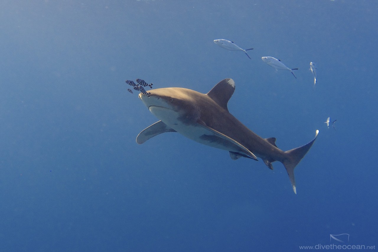 Oceanic white tip shark (Carcharhinus longimanus)