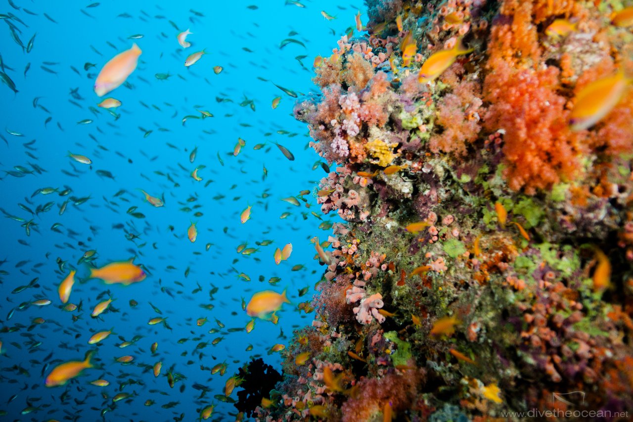 Anthias fish