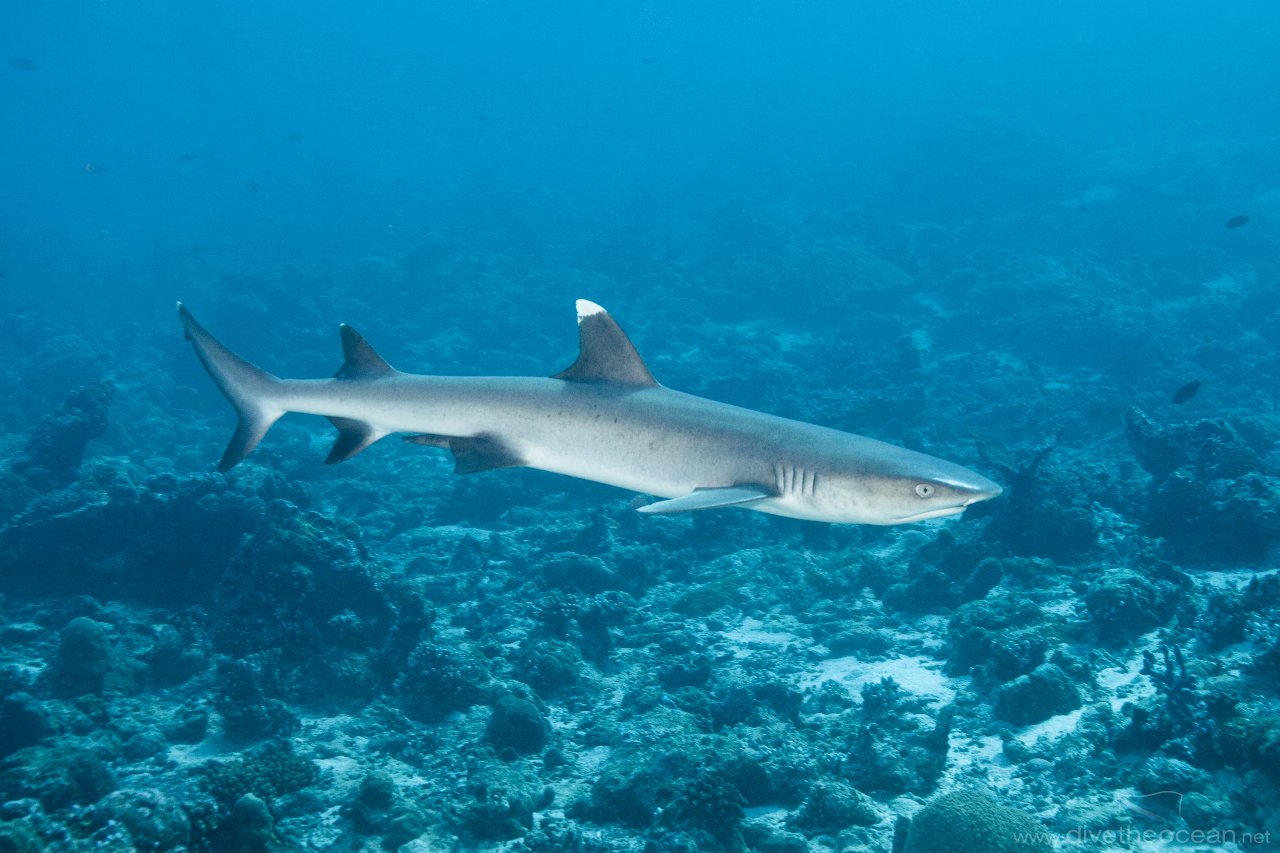 White tip close up