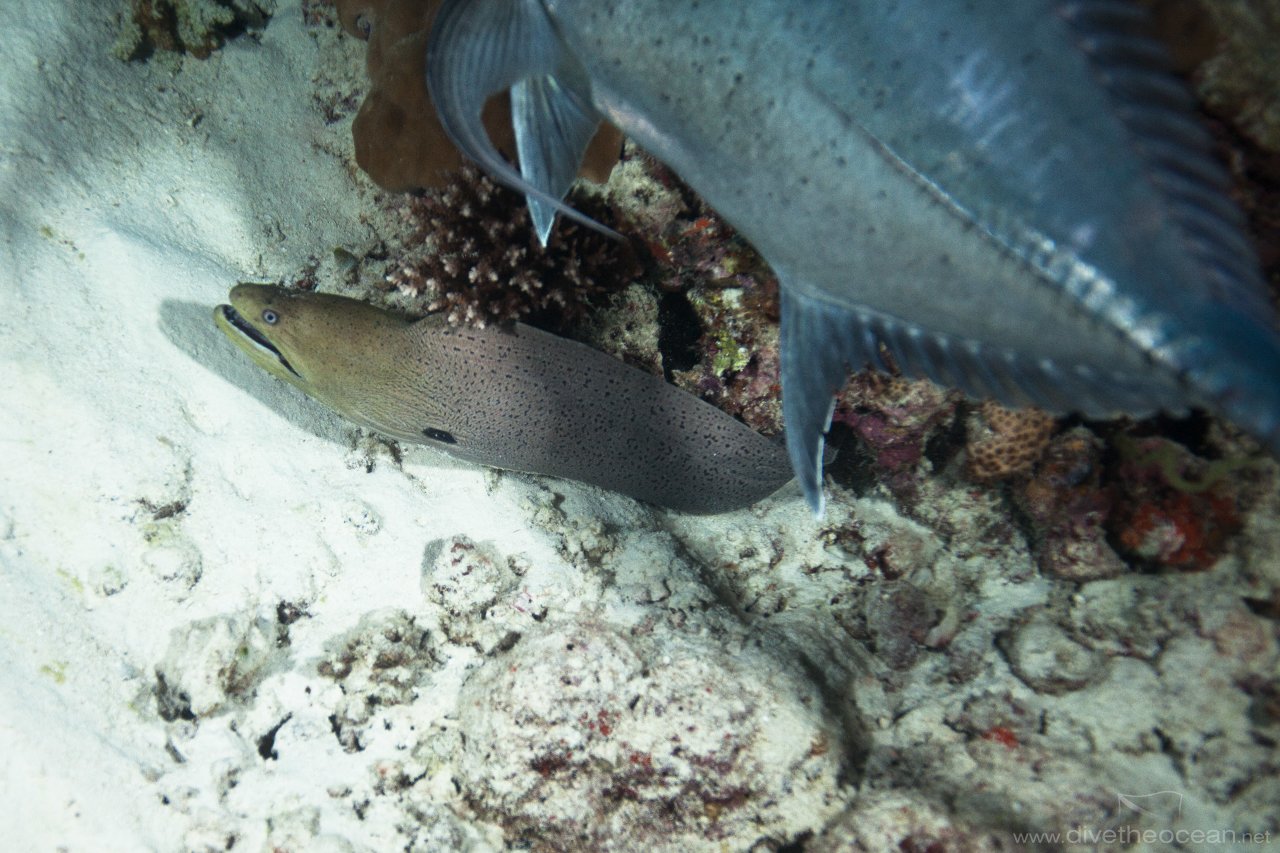 Jack fish hunt Moray