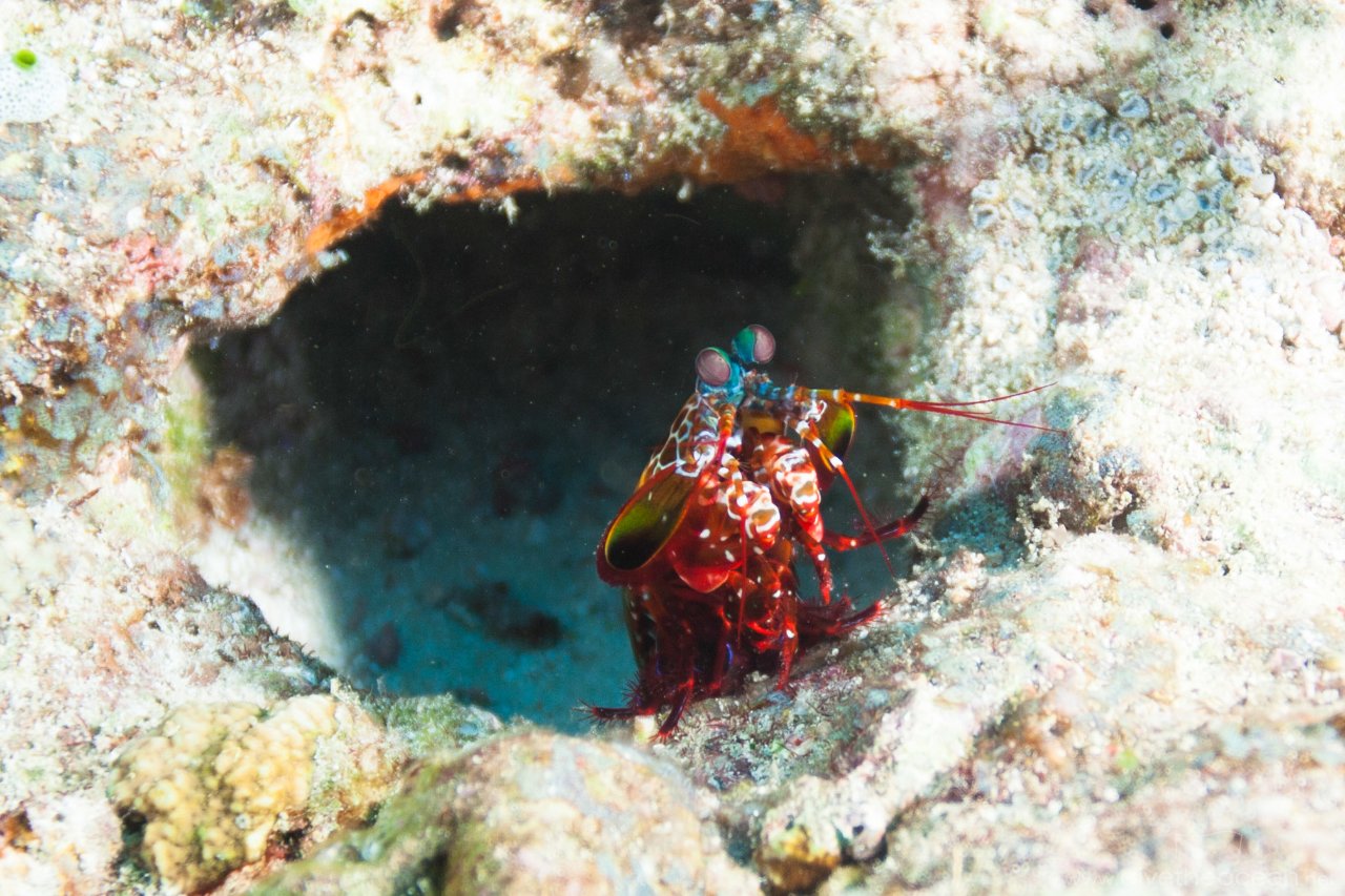 Maledives shrimp