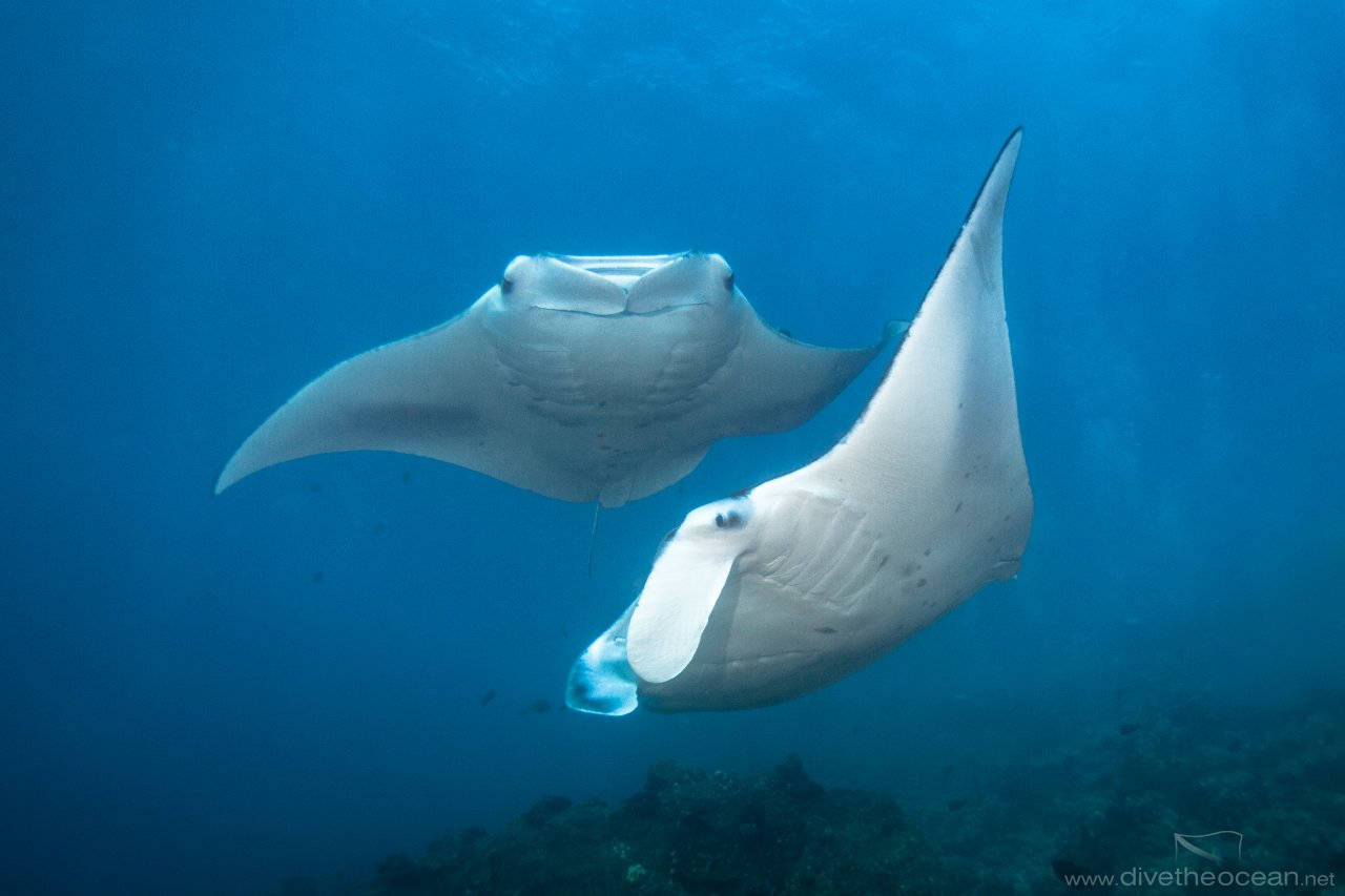 Manta dancers