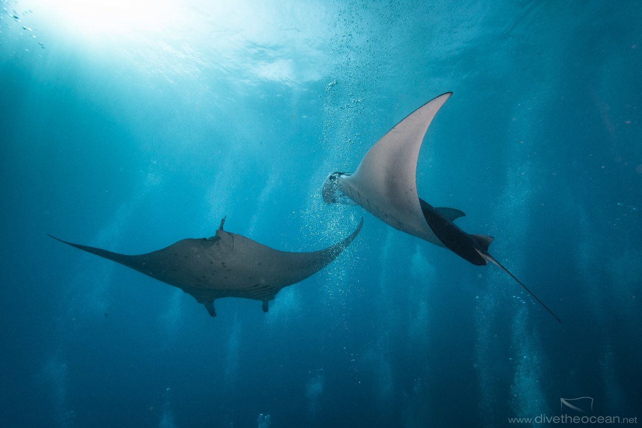 Manta Rays in bubbles