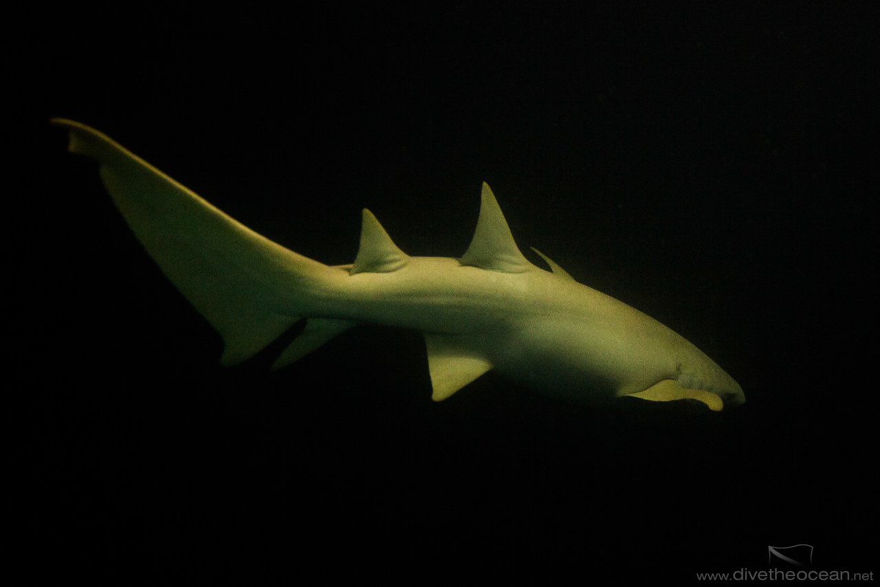 Nurse Shark in the Night