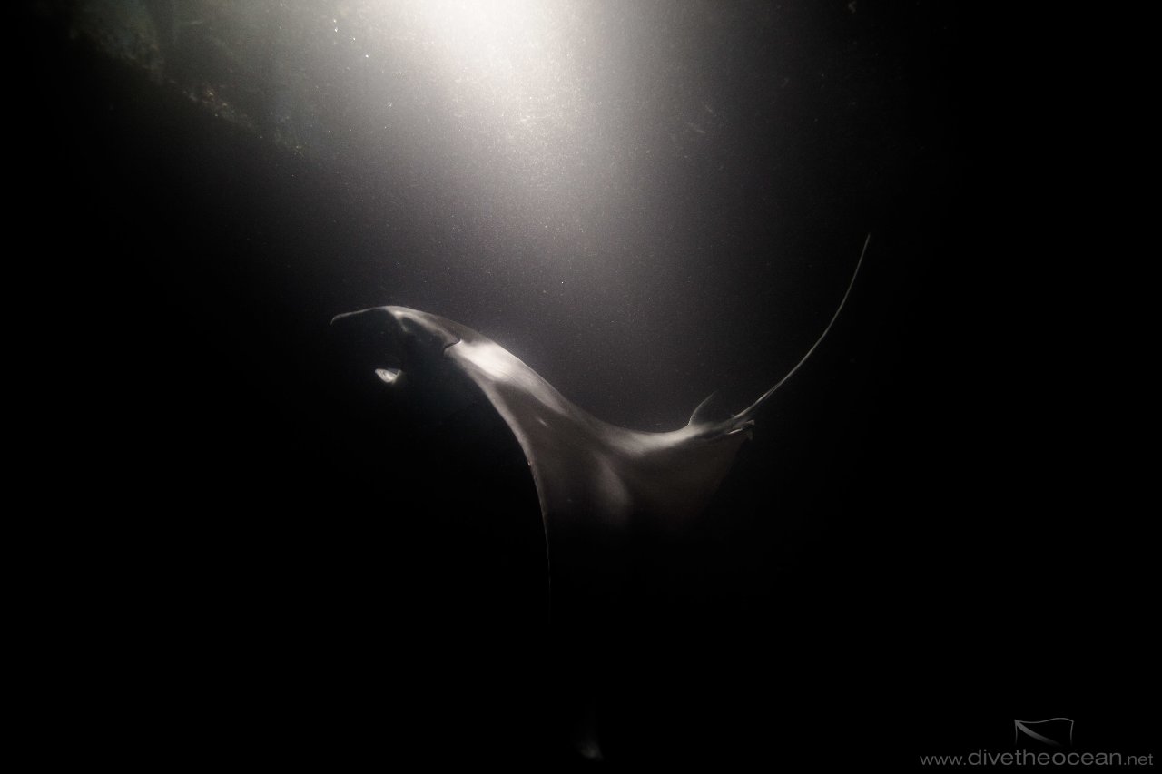 Manta Ray