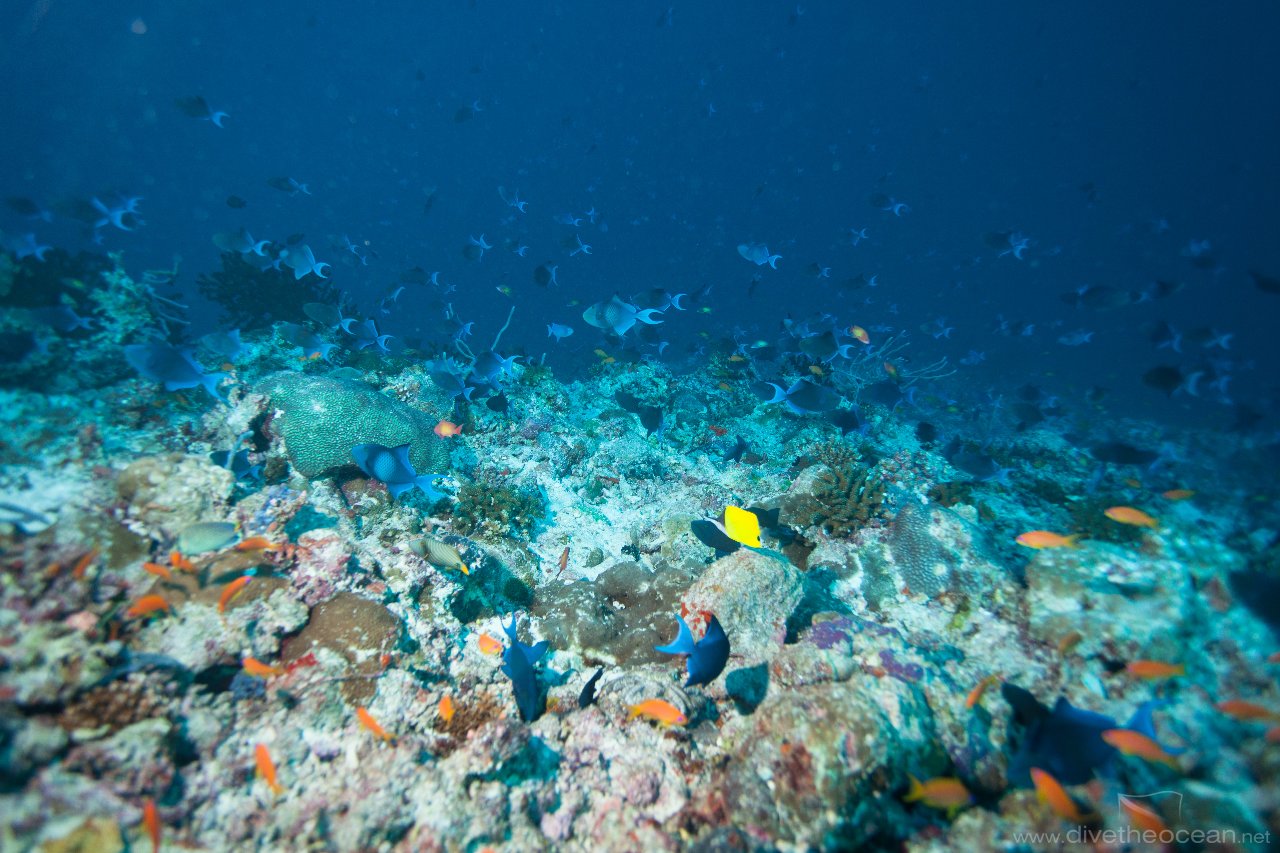 School of Blue Triggerfish