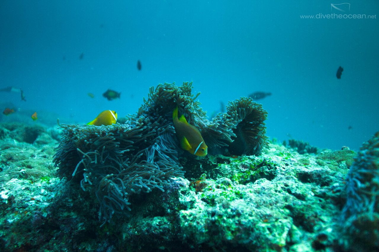 Maledives Anemone