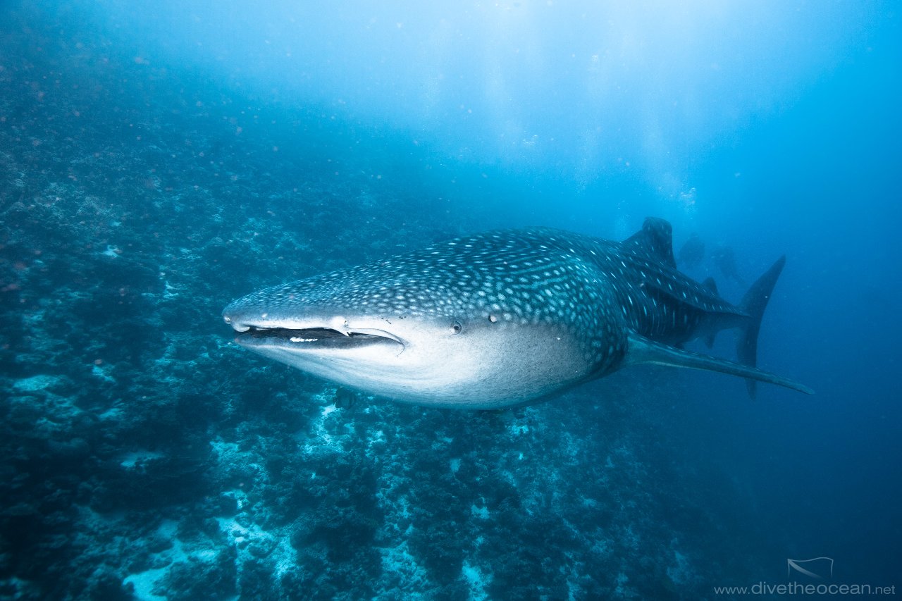 Mr. Whale Shark