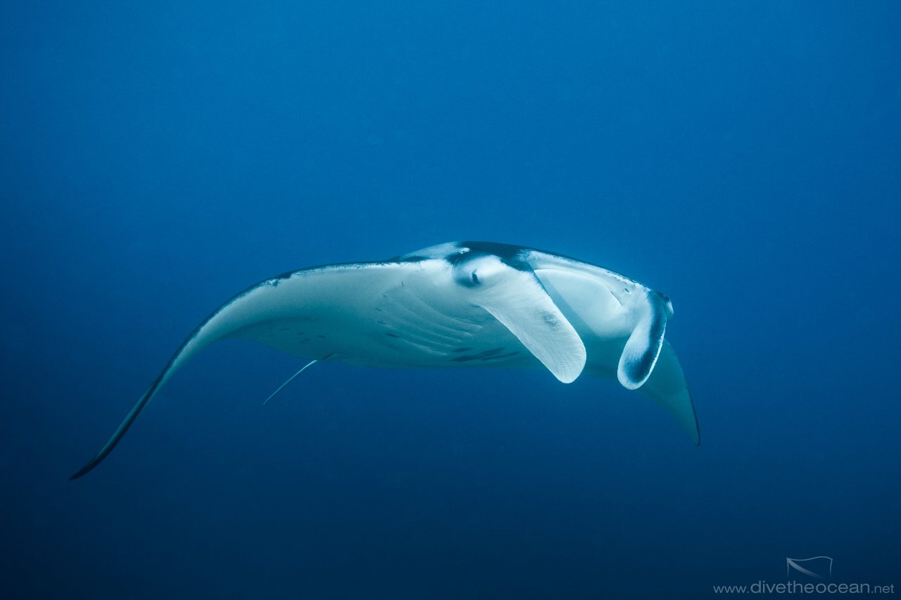 Manta Ray