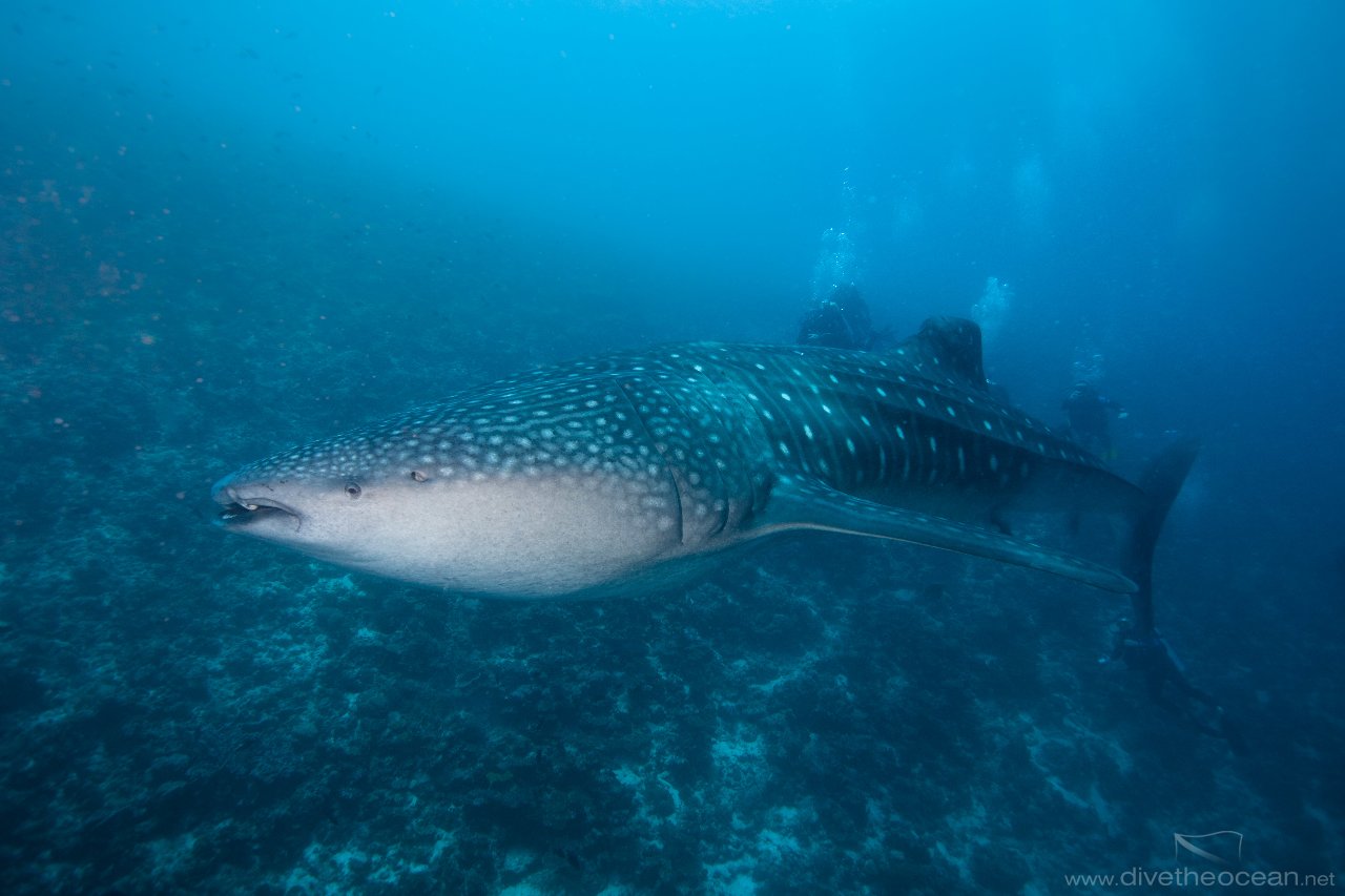 The Whale Shark