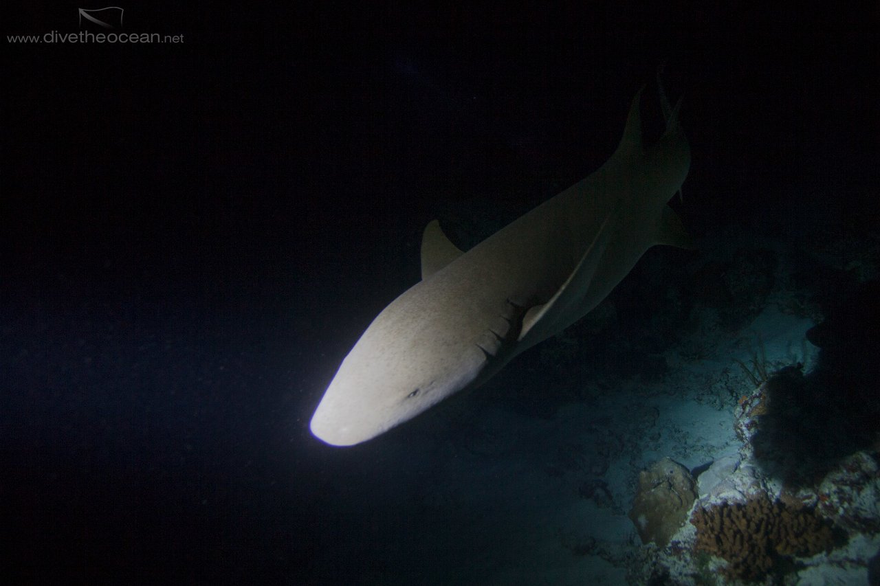 Nurse Shark in the Night