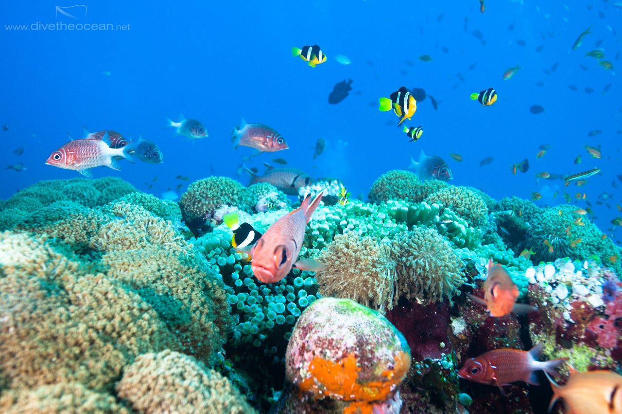 Maledives Colours