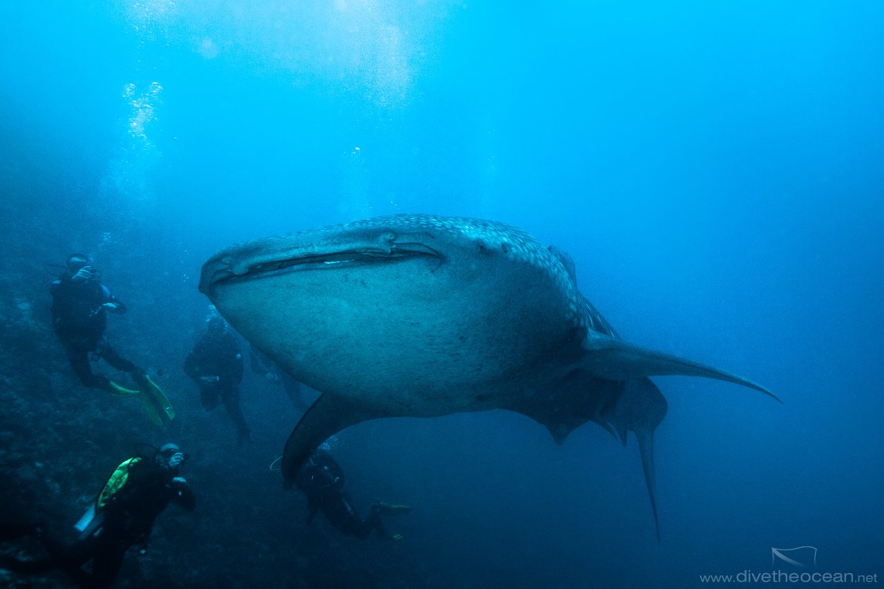 Whale Shark