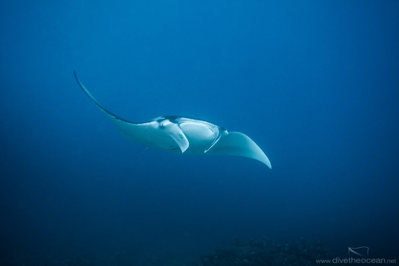 Manta Ray