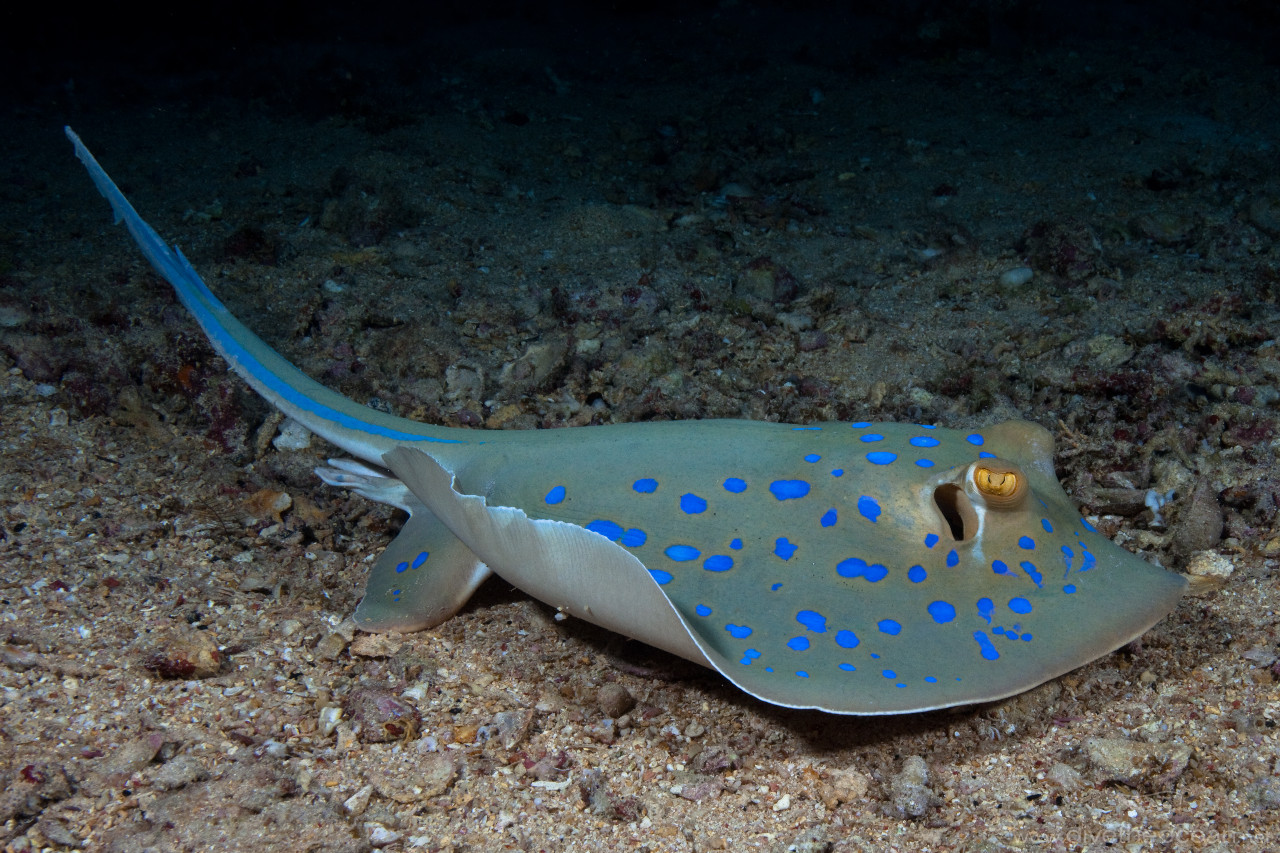 Bluespotted stingray (Taeniura lymma)