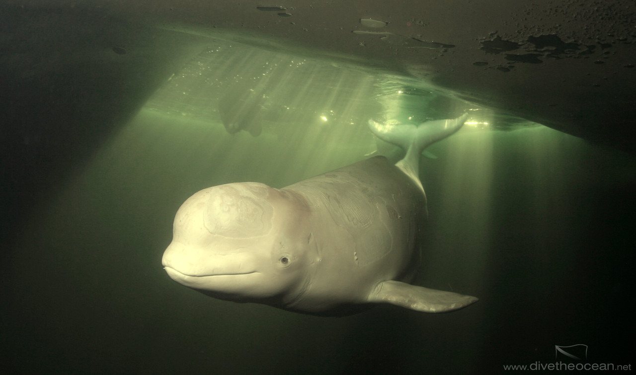 White Whale (Delphinapterus leucas)