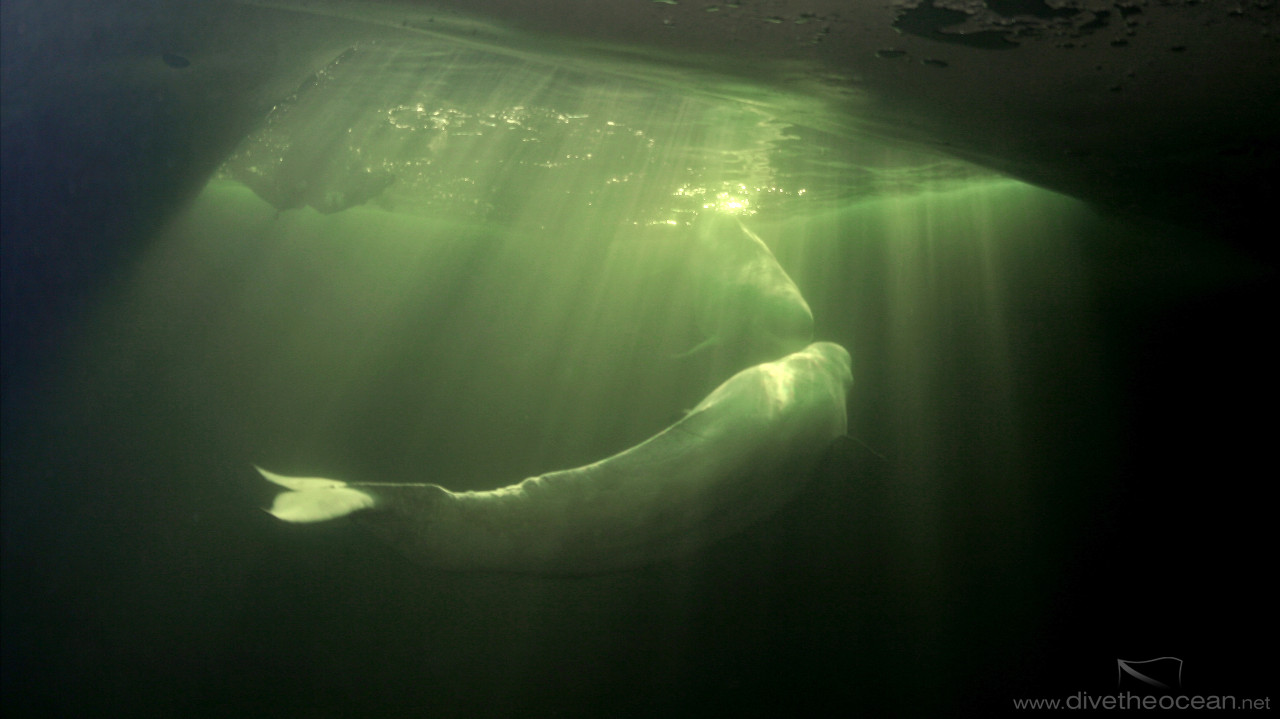 White Whale (Delphinapterus leucas)