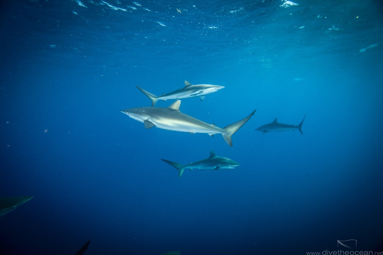 Silky sharks