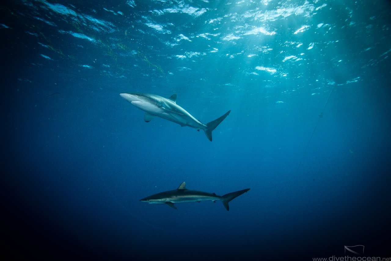 Silky sharks