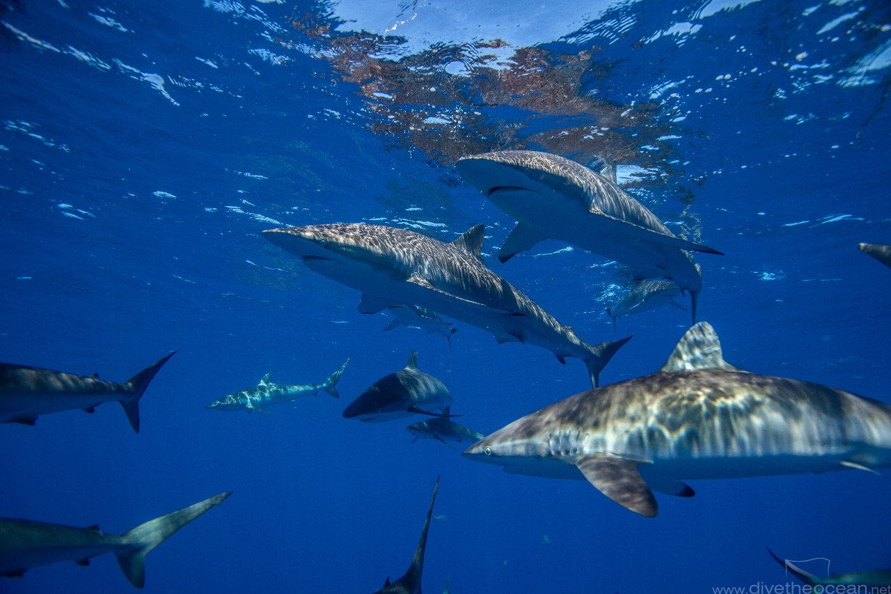 Silky sharks