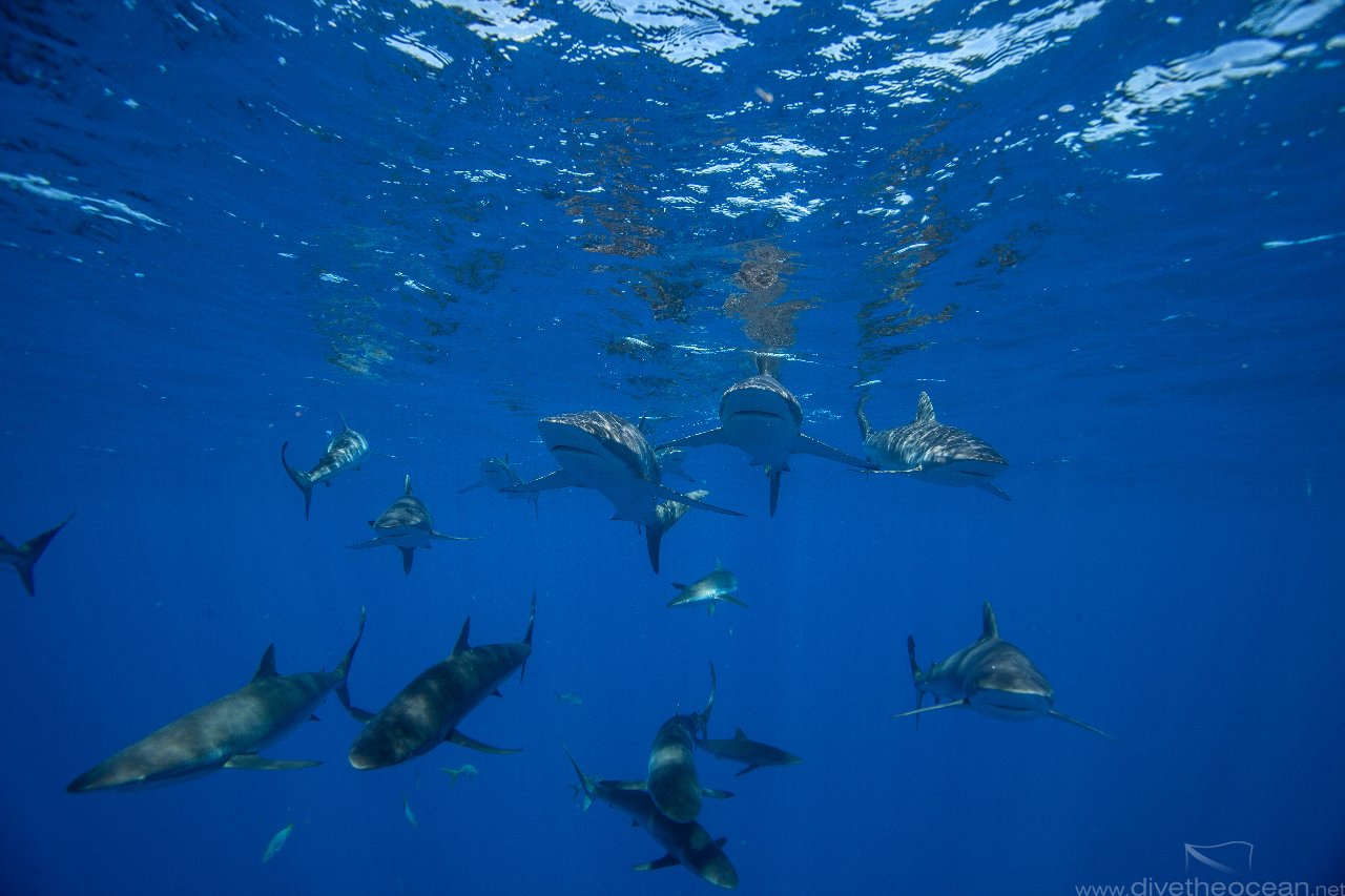 silky sharks