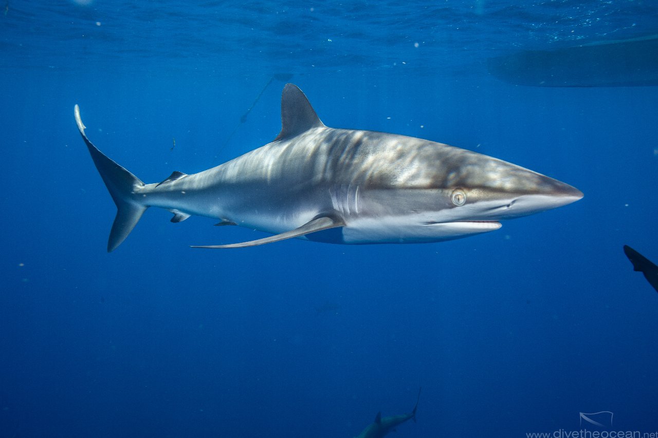 Silky sharks