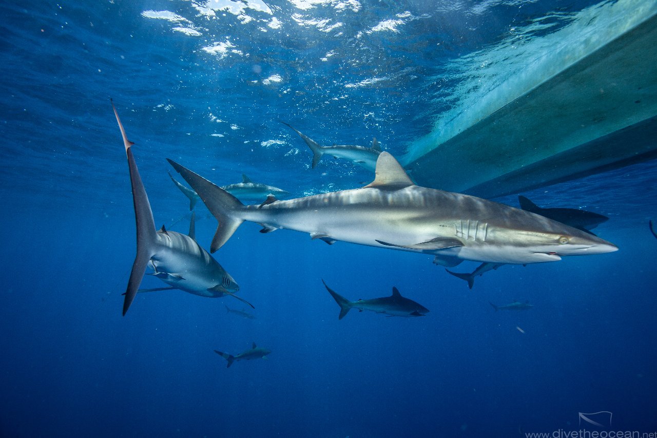 Silky sharks