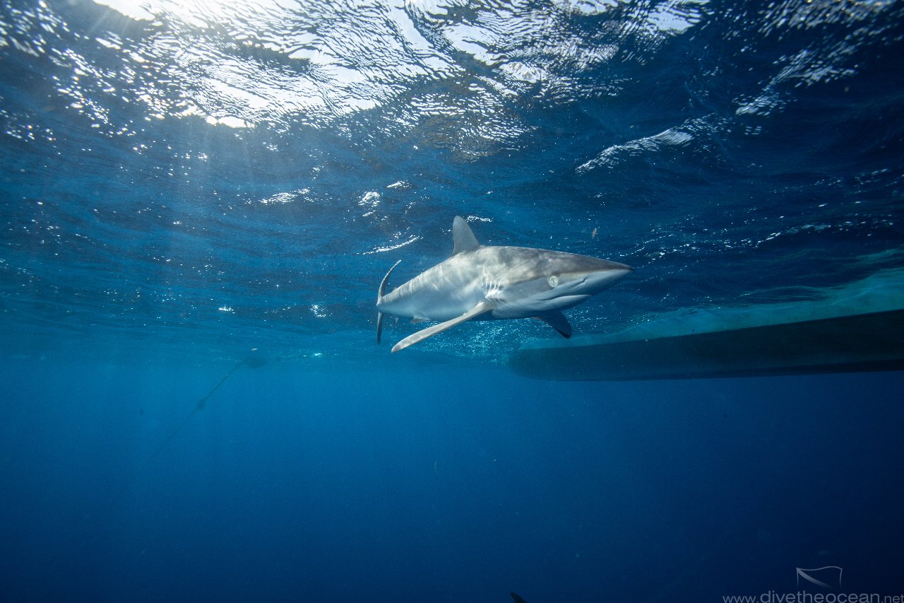 Silky sharks