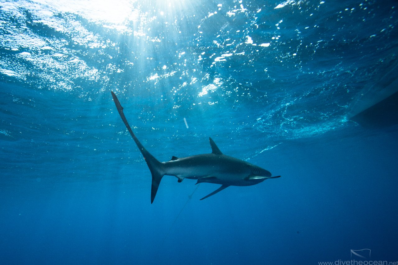 Silky sharks