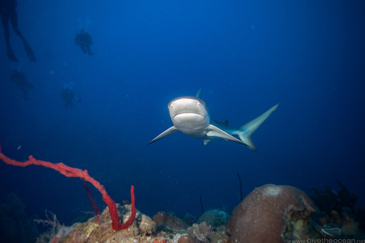 Caribbean Reef Shark