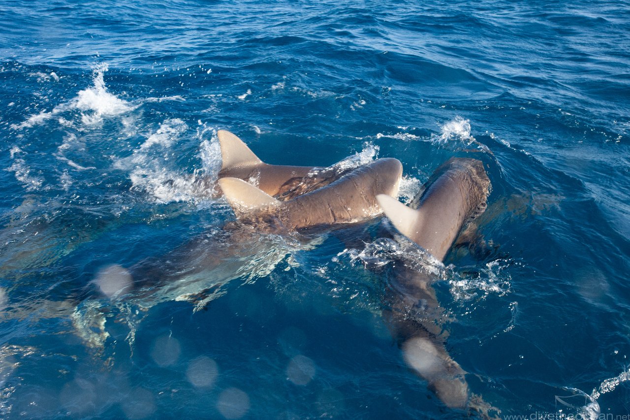 Caribbean Reef Shark