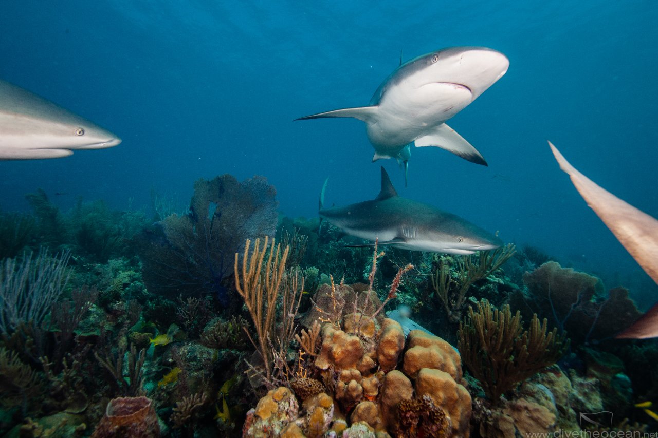 Caribbean Reef Shark