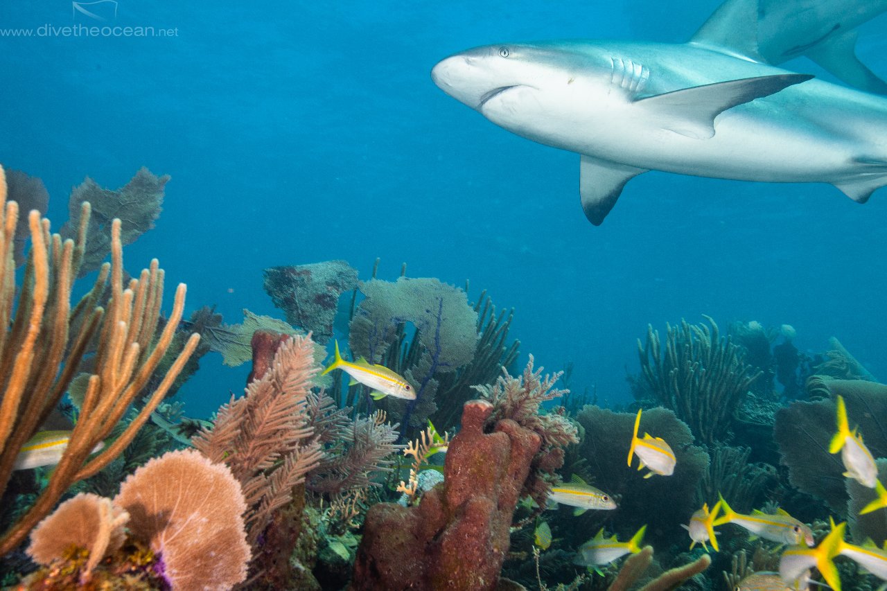 Caribbean Reef Shark