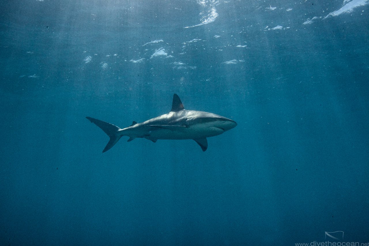 Silky sharks