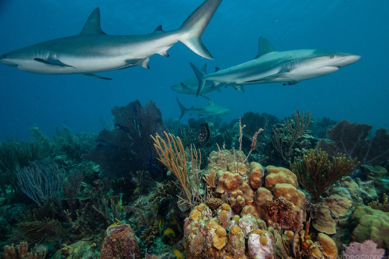 Caribbean Reef Shark