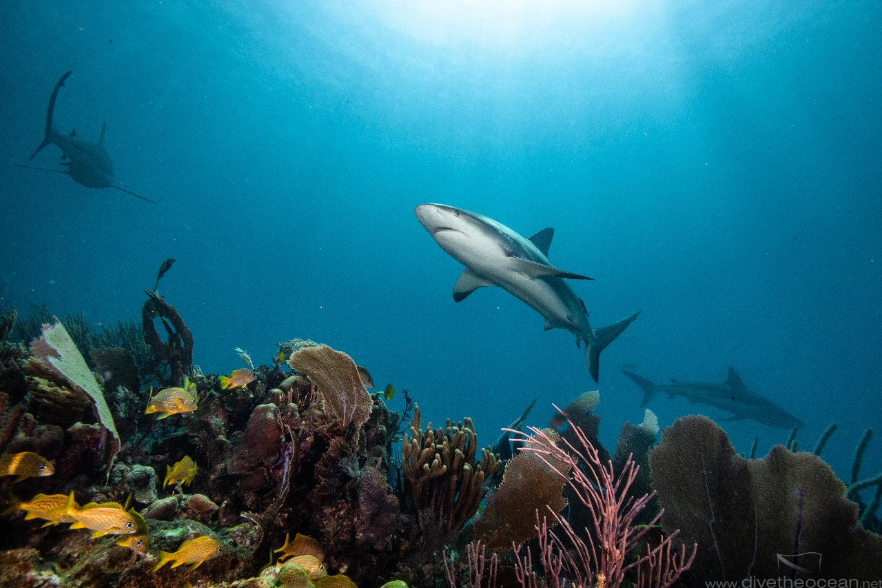 Caribbean Reef Shark