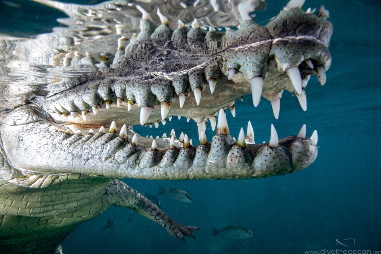 American crocodile