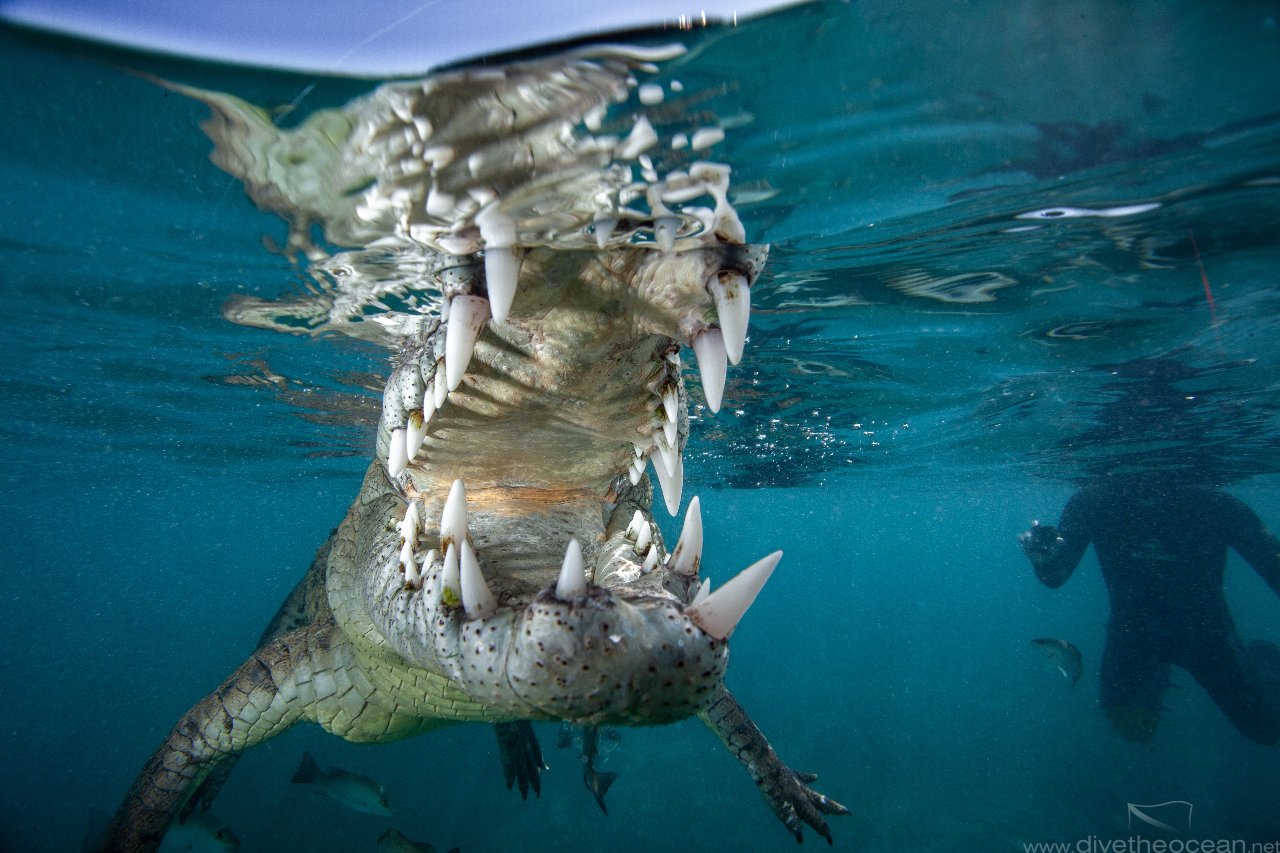 American crocodile