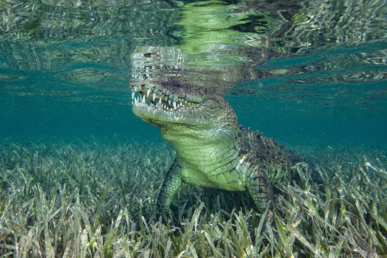 American crocodile