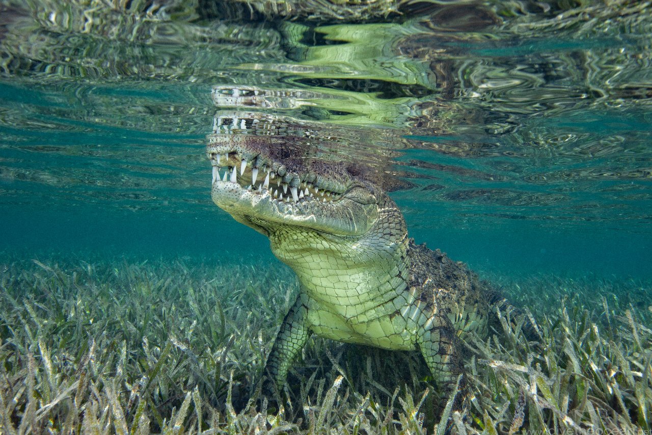 American crocodile