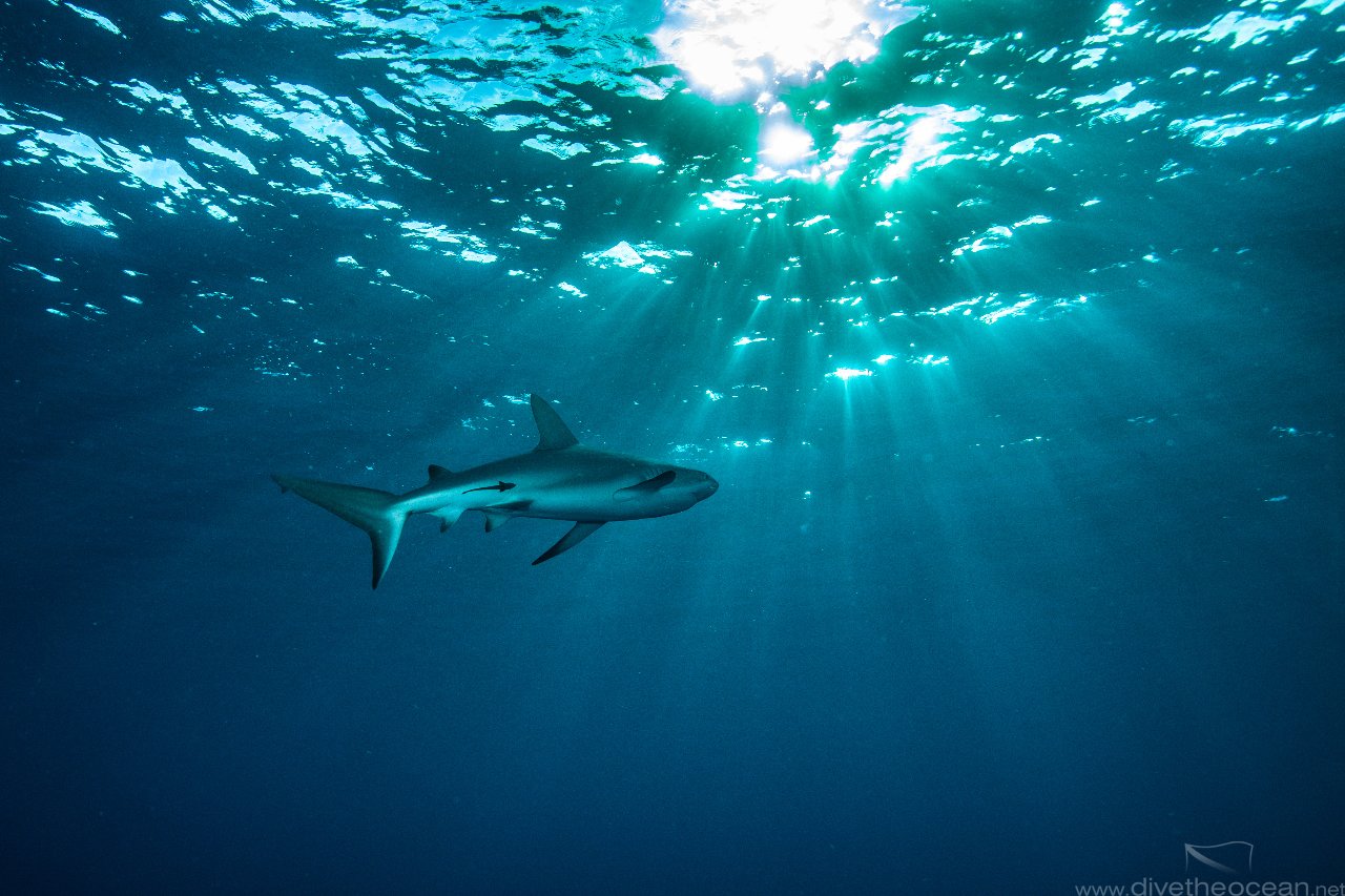 Silky sharks