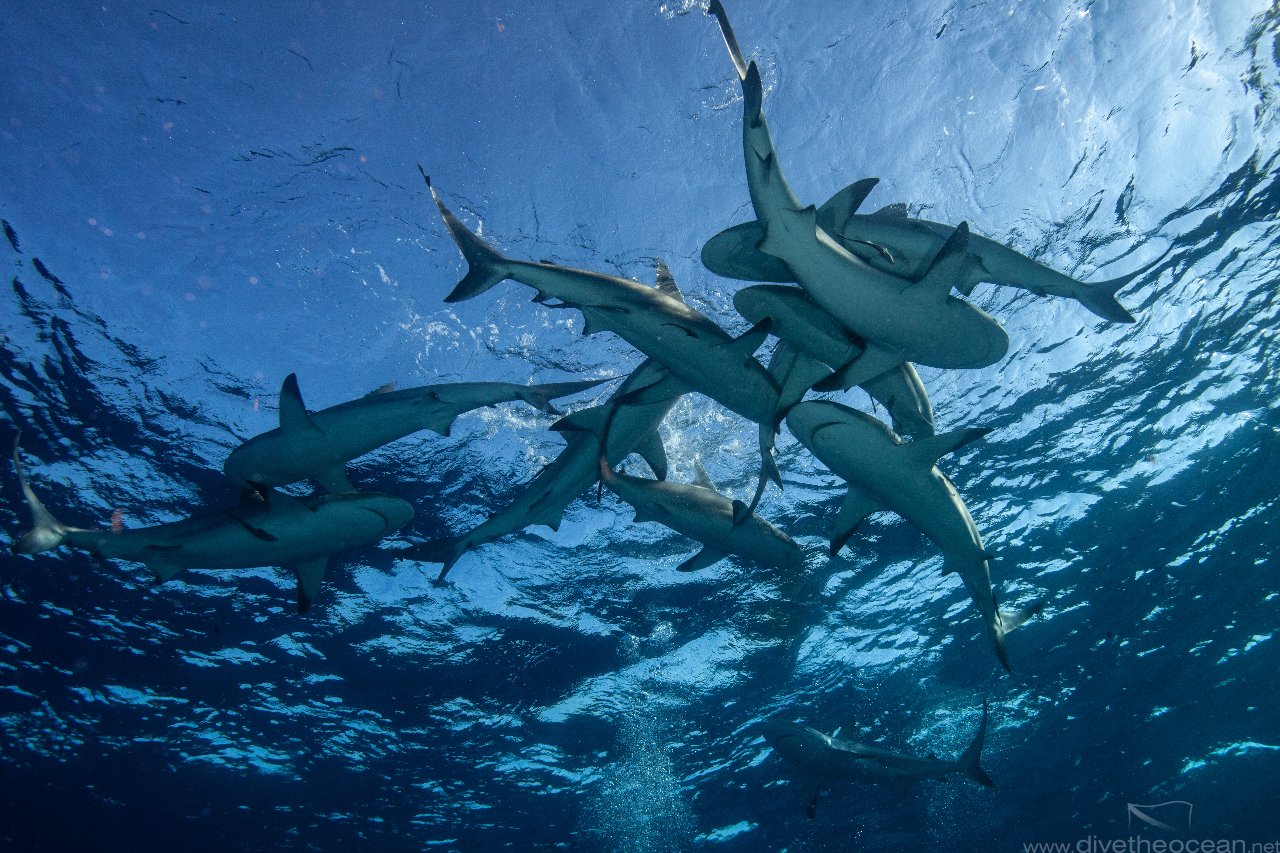 Caribbean Reef Shark