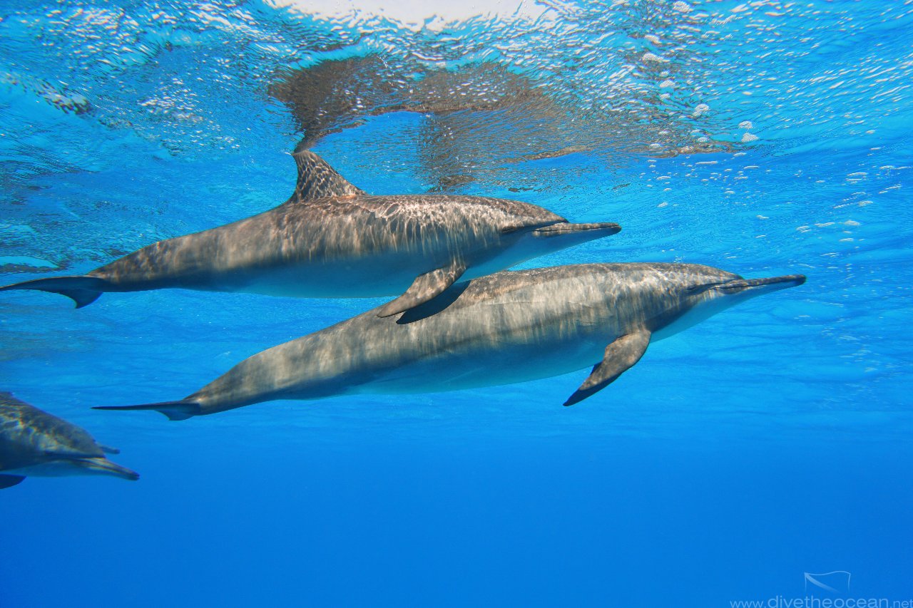 Dolphins