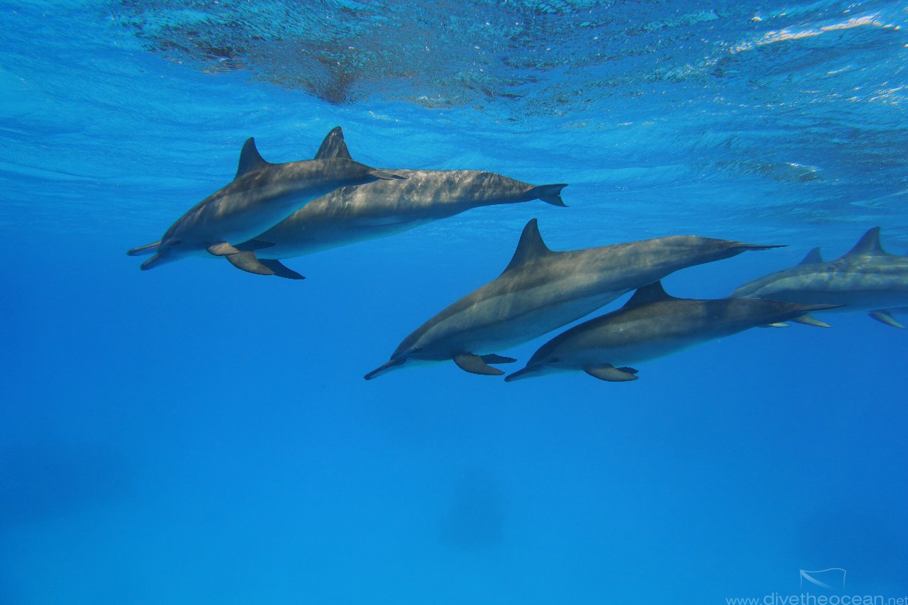 Dolphins