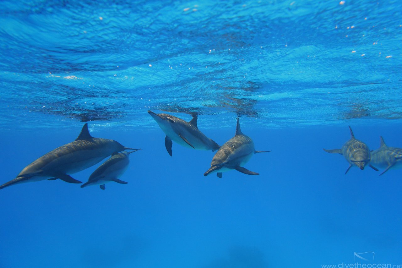 Dolphins