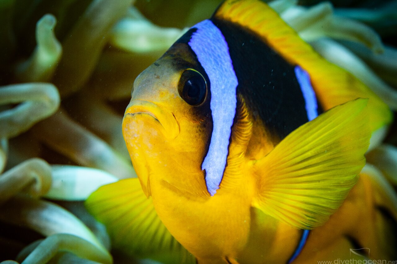 Anemone Fish