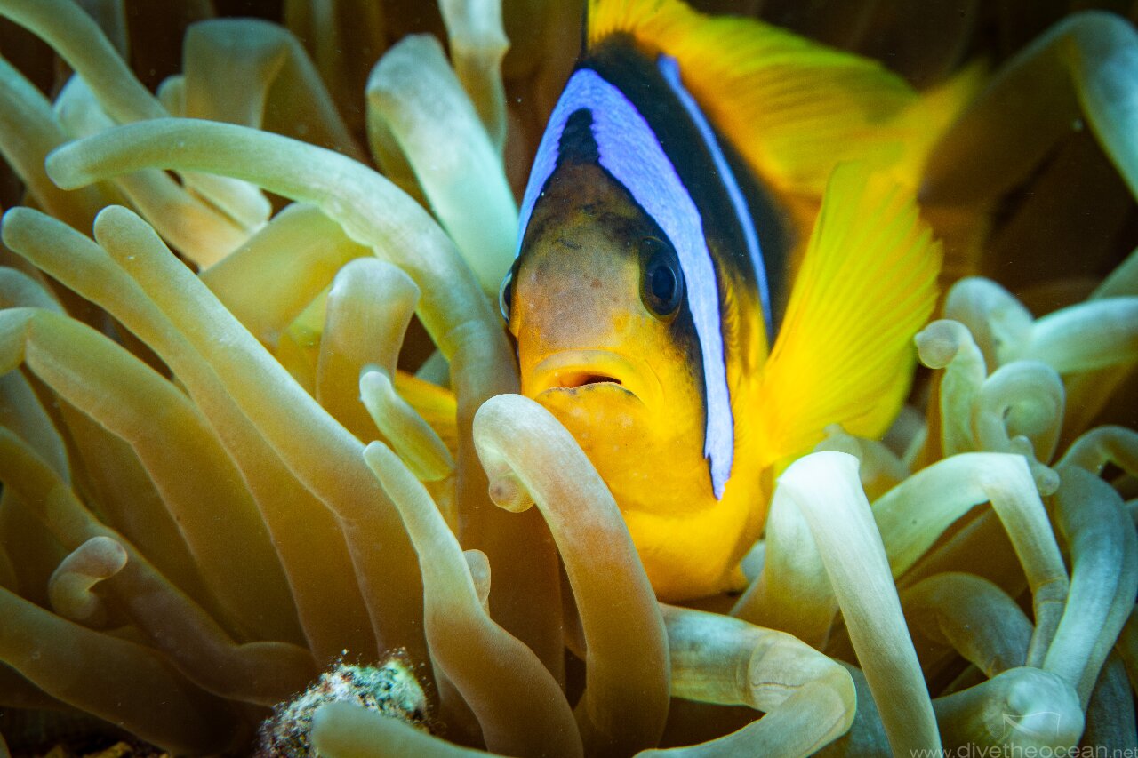 Anemone Fish