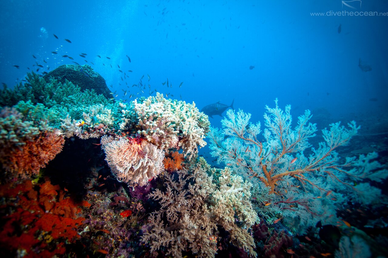 Corals Nusa Penida