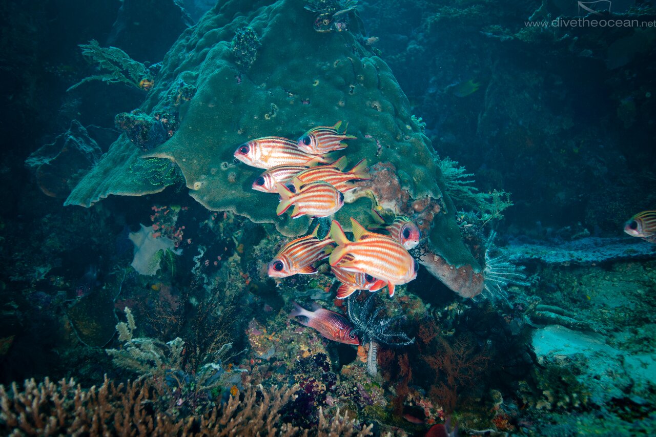 Red striped squirrel fish