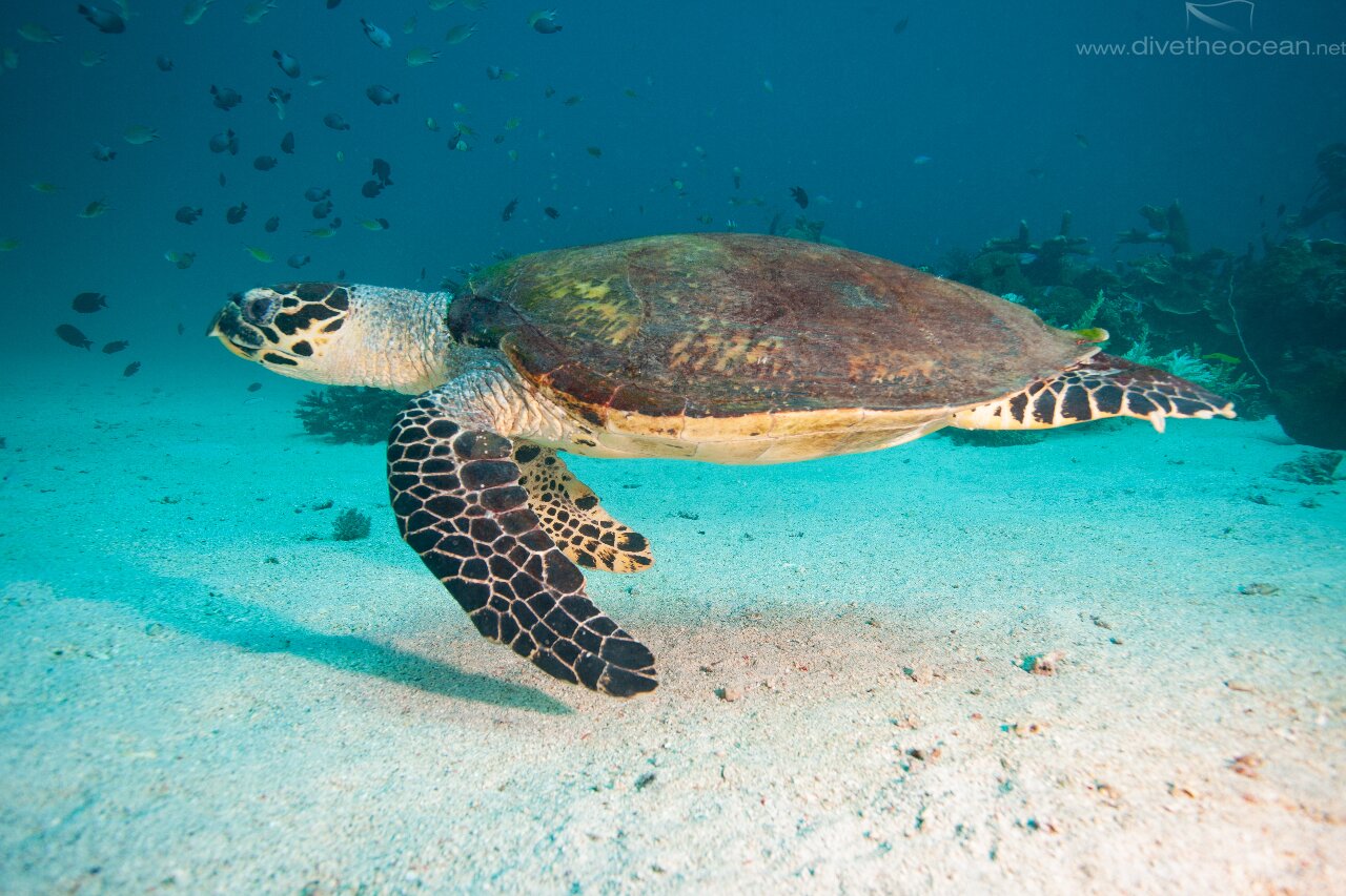 Green Turtle